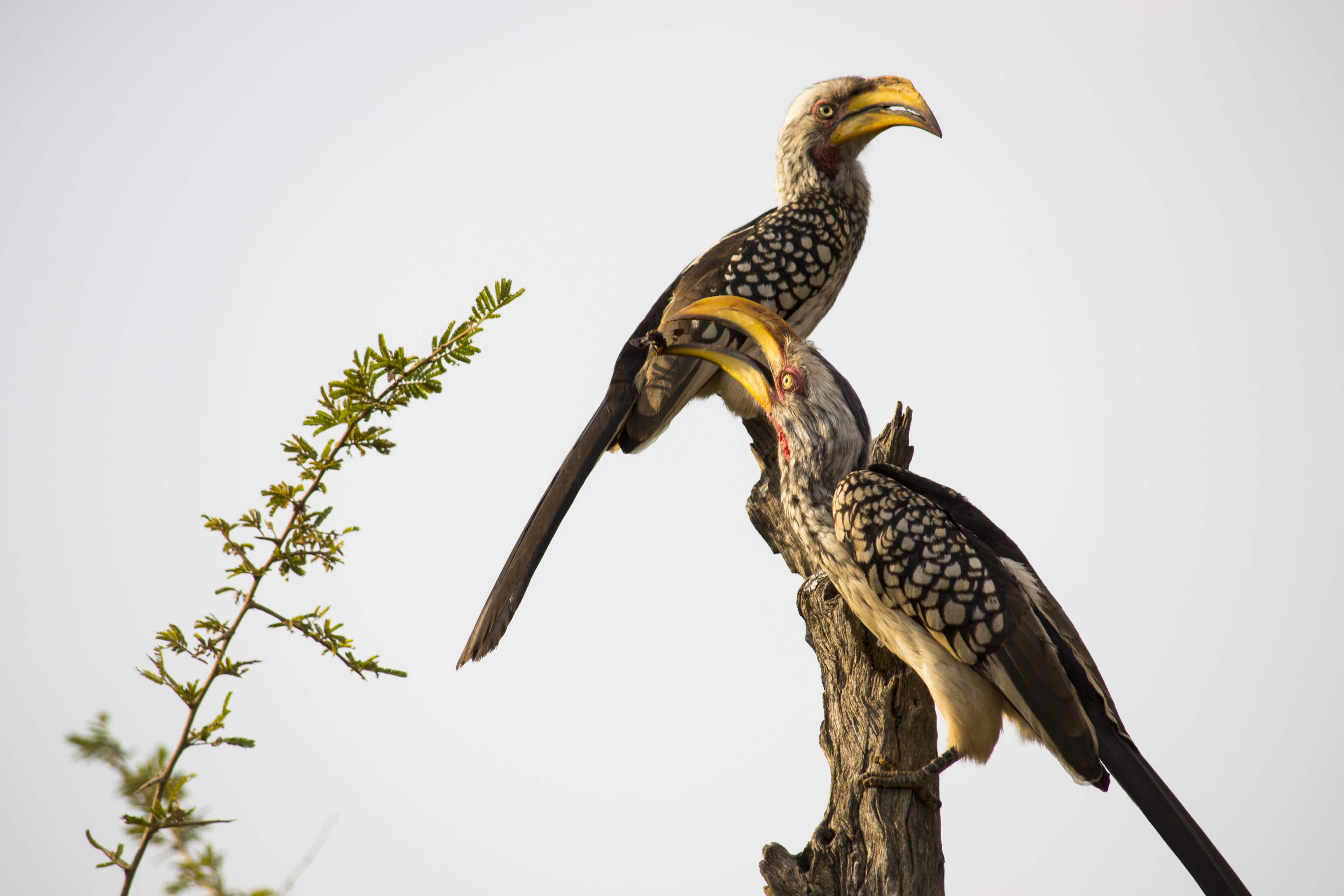 Yellow billed Hornbill - Madikwe