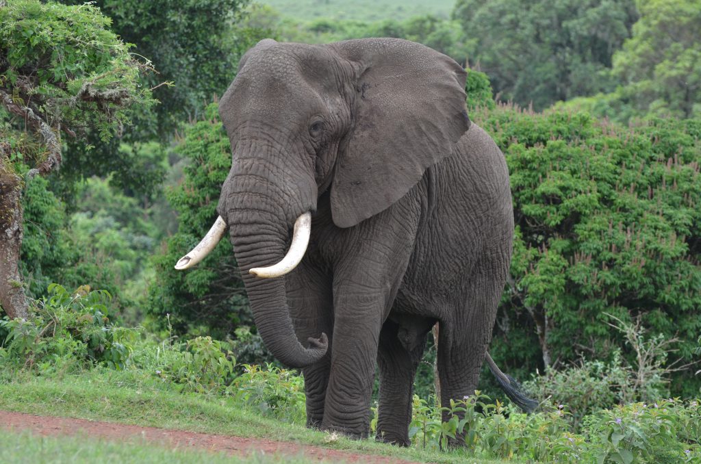 Elephant in the Crater