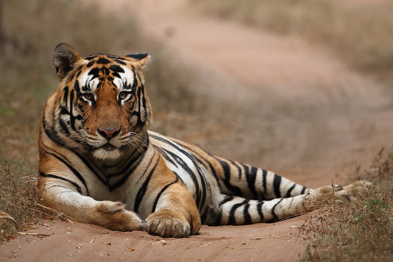 Tiger Tiger