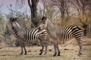 Zebra in Zambezi National Park