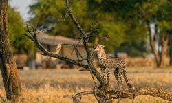 Singita-Sabora-Wildlife-Cheetah-scaled